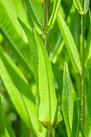 Dipsacus fullonum - Teasel leaves 