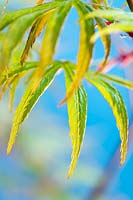 Acer palmatum 'Trompenburg' - Japanese maple 'Trompenburg'