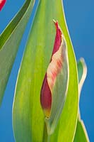 Tulipa 'Gavota' - Tulip 'Gavota'