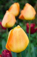 Tulipa 'Orange Lion' - Tulip 'Orange Lion'