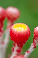 Helichrysum amorginum 'Ruby Cluster'