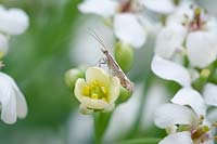 Plutella xylostella - Diamondback Moth on Crambe cordifolia - Flowering Sea kale 