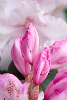 Rhododendron buds and flowers