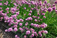Allium schoenoprasum - Chives