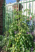 Solanum lycopersicum - Tomatoes growing in community town garden. 