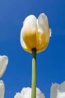 Tulipa - Tulip flowering against blue sky.