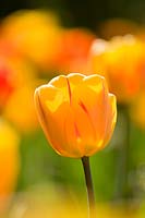 Tulipa - Tulip