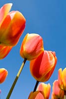 Tulipa - flowering tulips against blue sky.