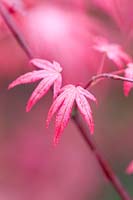Acer palmatum 'Shin-deshojo' - Japanese maple 'Shin-deshojo'