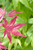 Acer palmatum 'Shin-deshojo' - Japanese maple 'Shin-deshojo'
