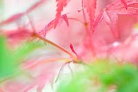 Acer palmatum 'Shin-deshojo' - Japanese maple 'Shin-deshojo'
