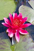 Nymphaea - Red Water Lily