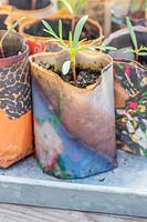 Cosmos seedlings in paperpots