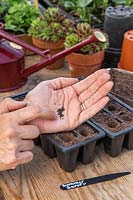 Woman gently tapping hand to sow seeds thinly into seedtray