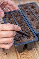 Woman using end of label to cover seeds with thin layer of compost