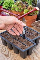 Woman adding label to newly sown Summer Savory