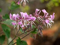 Species pelargonium - Cordifolium rubrocinctum 