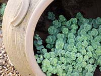 Sedum sieboldii growing in terracotta pot on shingle mulch