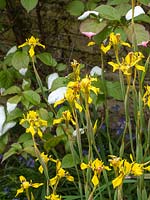 Yellow iris - Moraea huttonii growing in shade corner with Actnidia kolomikta