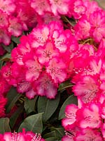 Rhododendron XXL 