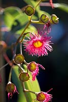 Eucalyptus 'Summer Red'