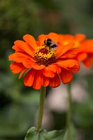 Bumble bee on Zinnia flower. 