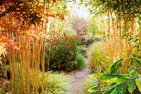 Phyllostachys aureosulcata f. spectabilis underplanted with Hakonechloa macra 'Albostriata' frames a view into the sunken garden filled with grasses and red Dahlia 'Bishop  of Llandaff'. 