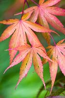 Acer palmatum - Japanese Maple 