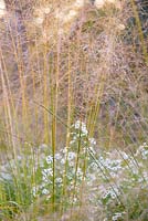 Molinia caerulea subsp. arundinacea - Purple moor-grass and Aster 'Prairie Pink' 