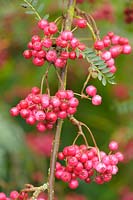 Sorbus vilmorinii - Vilmorin's Rowan