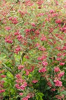 Sorbus vilmorinii - Vilmorin's Rowan
