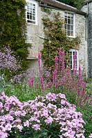 Phlox 'Bright Eyes' and Lythrum salicaria - Flowering perennials in informal garden. Bosvigo House, Cornwall, UK.