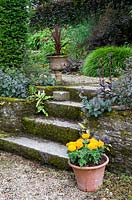 Terracotta pot of flowering Marigolds by stone steps and retaining wall at Bosvigo House, Cornwall, UK. 