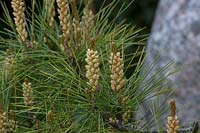 Pine flowering in Japanese-themed garden
