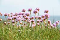 Armeria maritima - Thrift or Sea Pink flowering on the cliffs of the Dorset coast