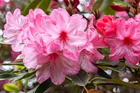 Rhododendron 'East Knoyle'