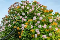 Rosa 'Coral Dawn' and Lonicera x tellmanniana - Tellmann's Honeysuckle
 