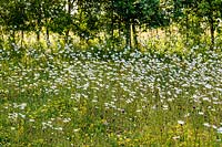 Leucanthemum vulgare ox-eye daisy