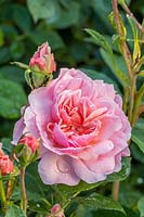 Rosa 'Rosemoor' - Rose 'Rosemoor'