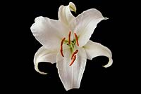 Lilium 'Casa Blanca' - Oriental Lily 'Casa Blanca' 
 