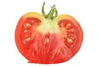 Solanum lycopersicum 'Totem' Tomato Syn. Lycopersicon esculentum with greenback disorder - Cut in half