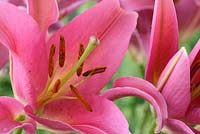 Lilium  'Mount Cook' - Oriental hybrid Lily  