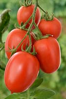 Solanum lycopersicum  'Falcorosso' - Tomato  F1 Hybrid  Syn.  Lycopersicon esculentum  