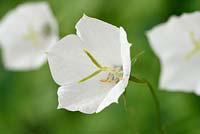 Campanula carpatica f. alba  - Tussock bellflower  