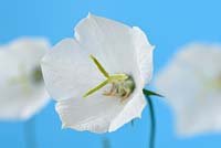 Campanula carpatica f. alba - Tussock bellflower