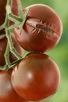 Solanum lycopersicum  - Dark cherry tomato that has split growing in greenhouse 