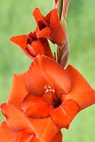 Gladiolus - Sword lily
