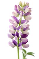 Lupinus hartwegii 'Avalune Lilac' - Lupin 'Avalune Lilac'