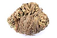 Selaginella lepidophylla - Rose of Jericho  Resurrection plant in its dry dormant state. 