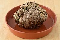 Re-hydrating Selaginella lepidophylla - Rose of Jericho Resurrection plant in a dish of water. 
